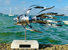 Handmade Stainless Steel Angelfish Sculpture - Coastal Nautical Decor