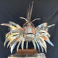 Stainless Steel and Copper Extra Large Lion Fish Sculpture With Cheeky Crab