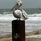 Large-Scale Handmade Stainless Steel Pelican Sculpture on Wooden Plinth